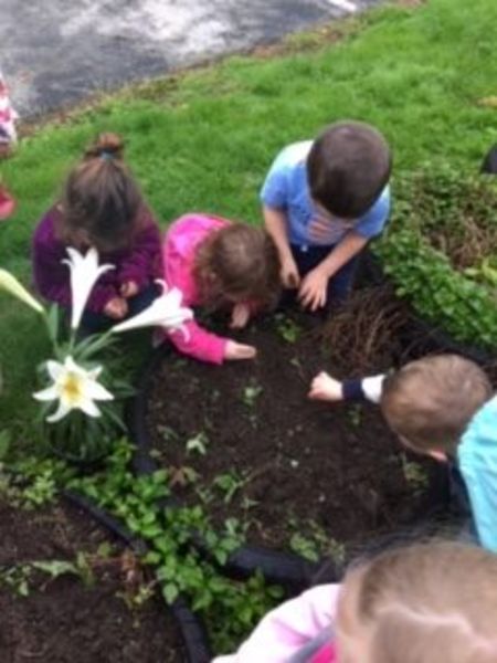 planting sunflower seeds preschool class